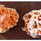 Illustration for article titled There Is an Actual Spongebob Squarepants. And It's a Fungus